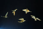 Set of 5 birds